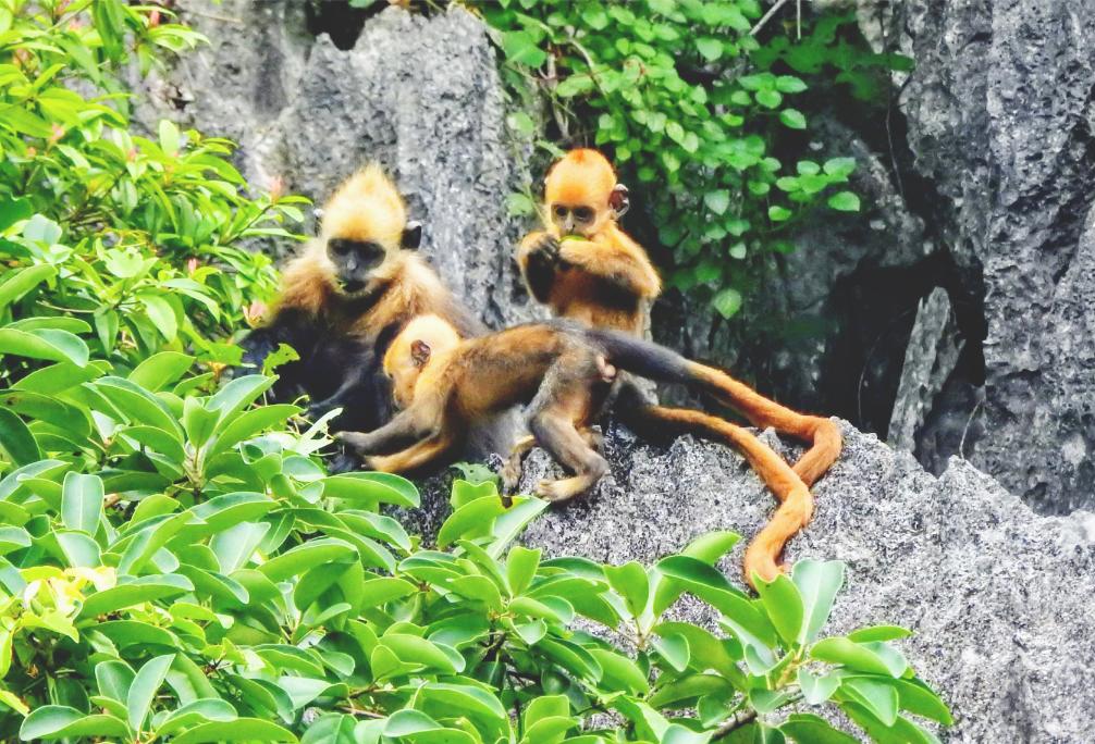 Parc national de Cat Ba, excursions d'observation de la faune au Vietnam, plage de Cat Co