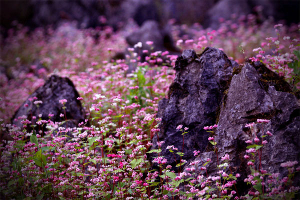 Merveilleux mélange entre calcaires et fleurs à Ha Giang