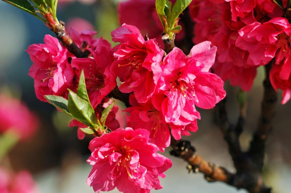 Les fleurs de pêcher s’épanouissent dans les jours où s’approche le Tet - Voyage au Vietnam 