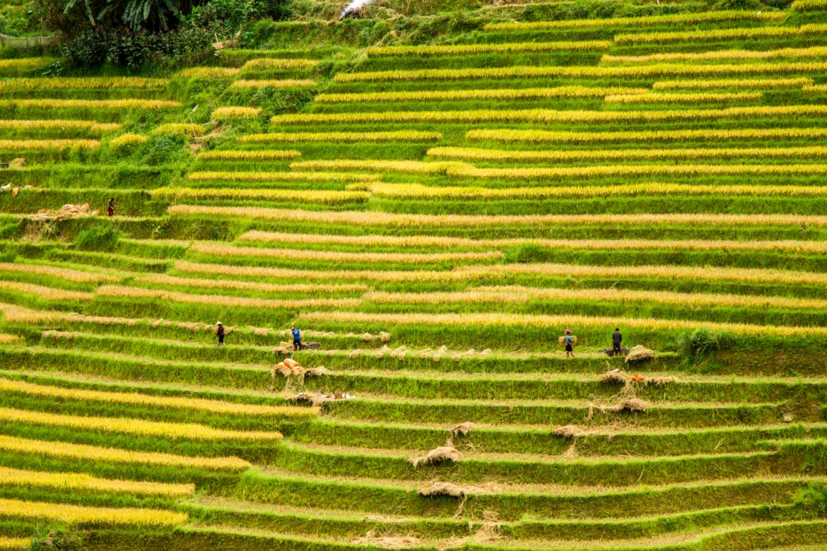 La saison du riz mûr à Sapa : un tableau naturel fascinant, la meilleure période pour admirer les rizières au Vietnam