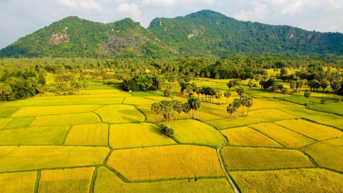 Meilleure période pour admirer les rizières au Vietnam