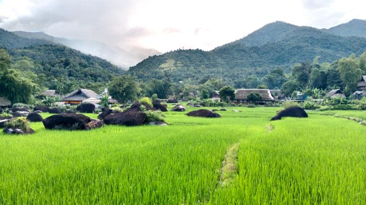 meilleure période pour admirer les rizières au Vietnam