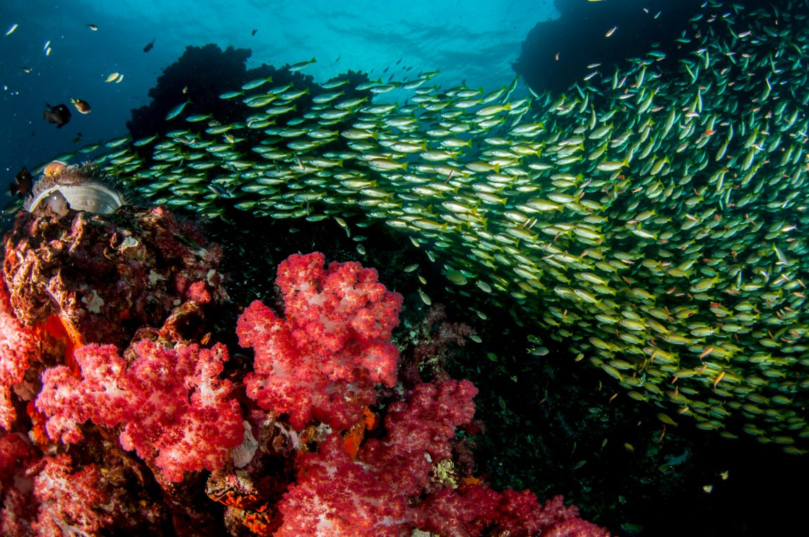 Plongée sous-marine en Thaïlande