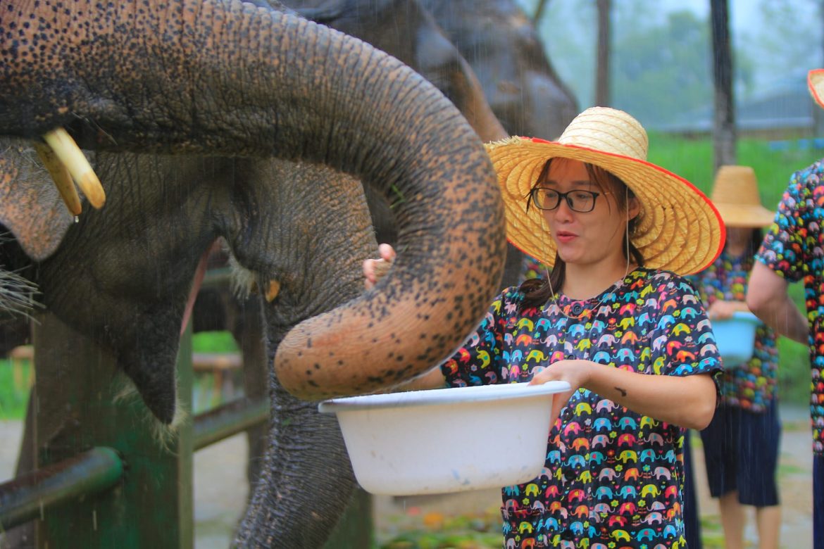 L'équipe Lux Travel baigne les éléphants à Chiang Mai, voyages écologiques