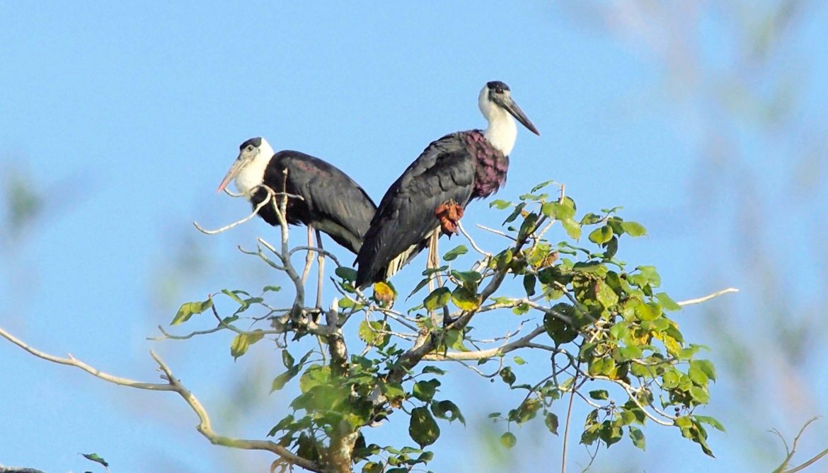 Parc national de Cat Tien, Vietnam