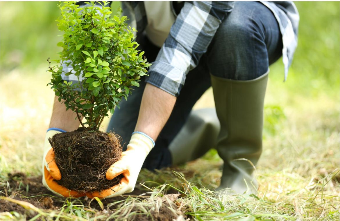Planter un arbre : l’une des meilleures façons de compenser ses émissions de carbone
