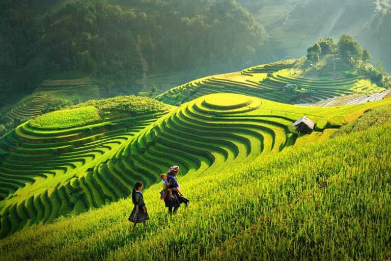 Travelbay_Vietnam_Tours_-_Rice_Fields_Sapa