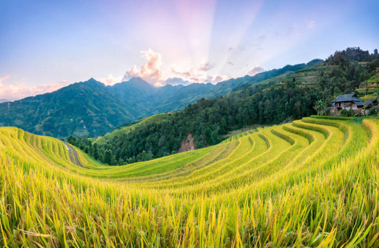 voyage au Vietnam du Nord Le spectacle changeant des rizières en terrasses au fil des saisons