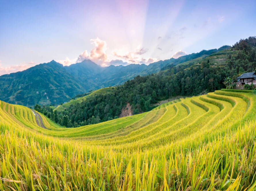 voyage au Vietnam du Nord Le spectacle changeant des rizières en terrasses au fil des saisons