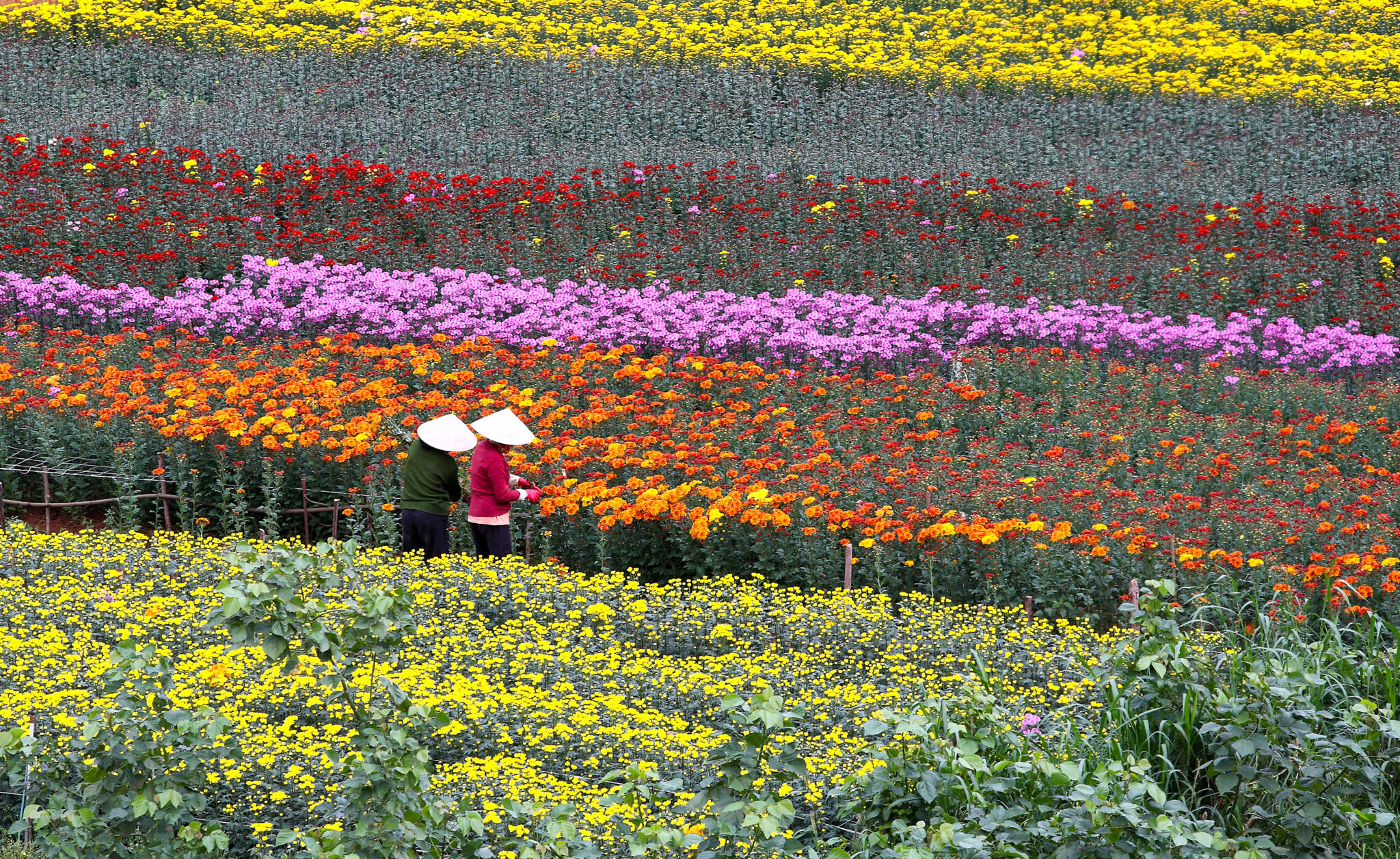 voyage luxe vietnam Vietnam-Da_Lat-Flowers
