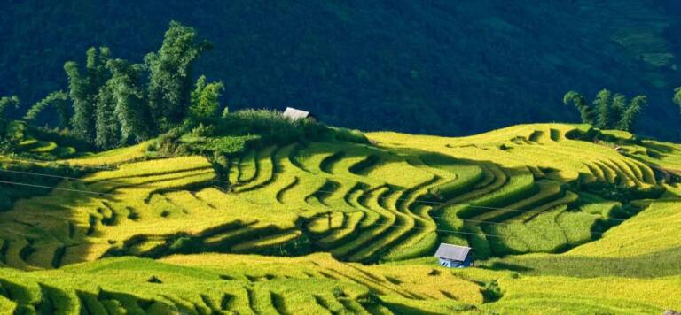 Vue panoramique des rizières en terrasses ondulantes et verdoyantes lors d'un voyage Vietnam en famille.