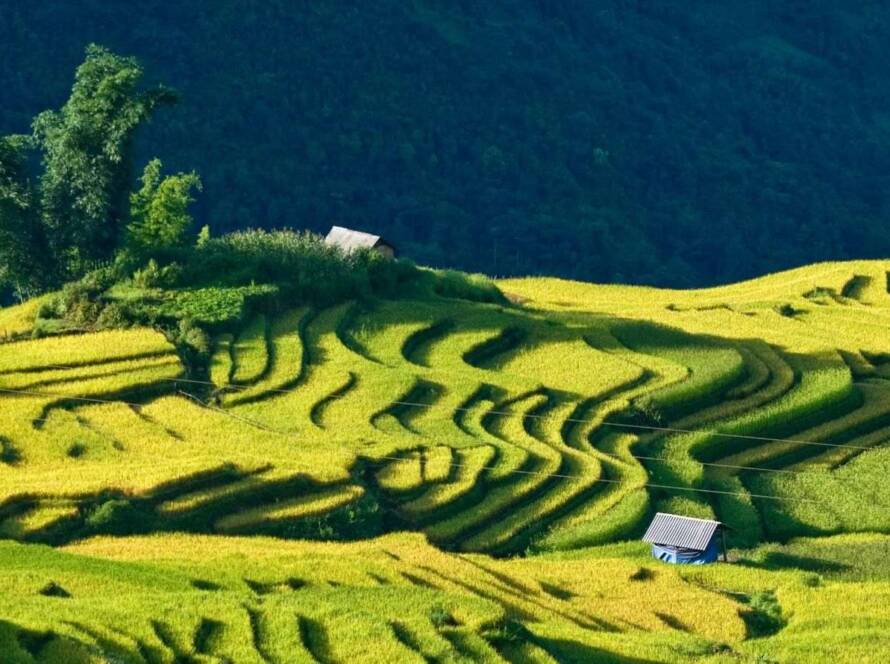 Vue panoramique des rizières en terrasses ondulantes et verdoyantes lors d'un voyage Vietnam en famille.