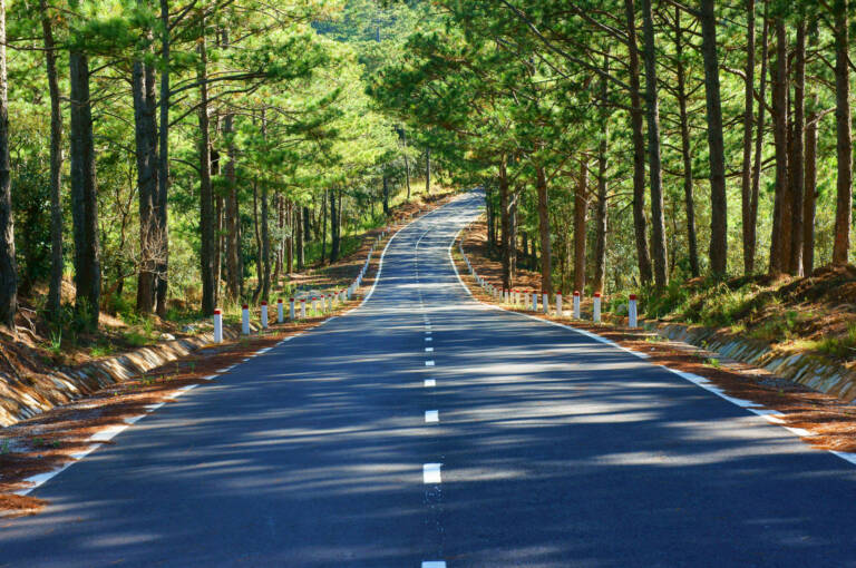 Route paisible traversant une forêt de pins verdoyante lors d'un voyage Vietnam en famille.