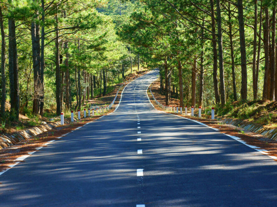 Route paisible traversant une forêt de pins verdoyante lors d'un voyage Vietnam en famille.