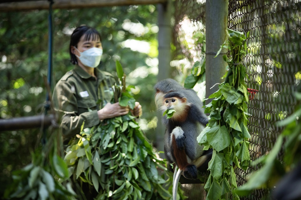 Un tour operateur Vietnam valorise la réhabilitation des primates menacés au parc national de Cát Tiên.