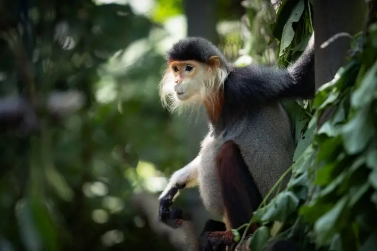 Un tour operateur Vietnam engagé dans la conservation de la faune et la protection des primates menacés.