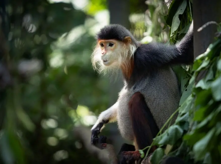 Un tour operateur Vietnam engagé dans la conservation de la faune et la protection des primates menacés.
