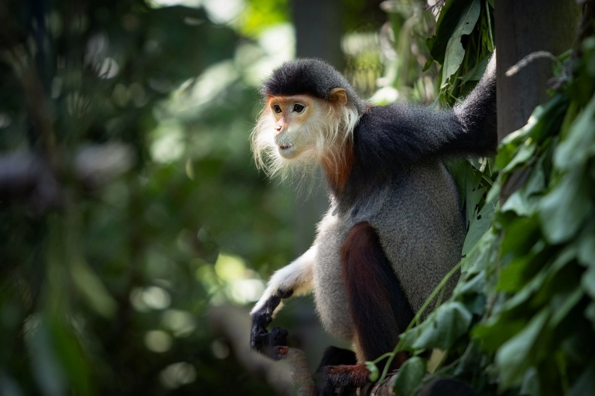 Un tour operateur Vietnam engagé dans la conservation de la faune et la protection des primates menacés.