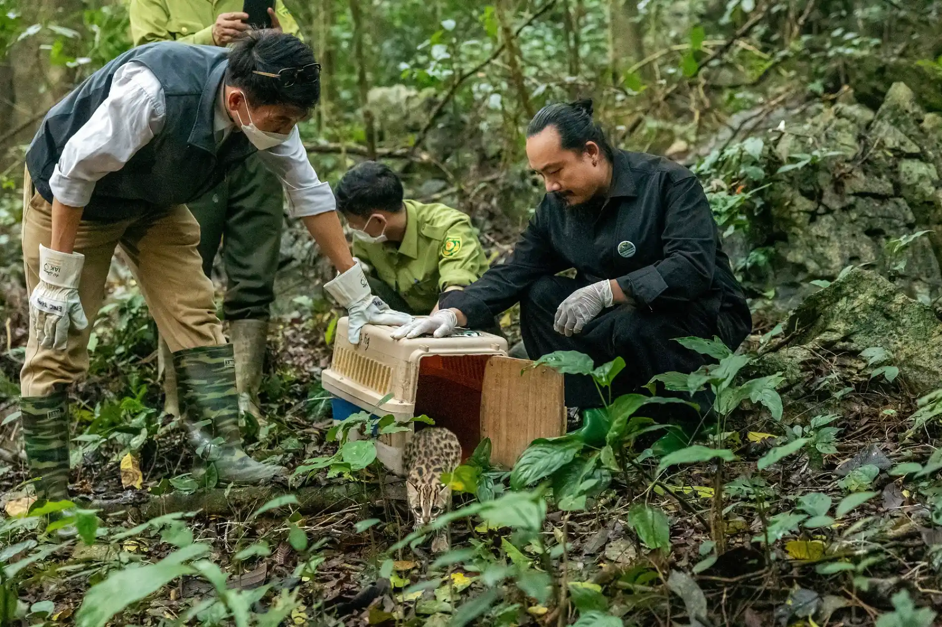 Un tour operateur Vietnam valorise le réensauvagement et la réintroduction de la faune à Cúc Phương.