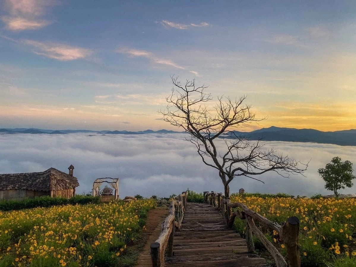 Panorama d'une mer de nuages et de fleurs dorées au lever du soleil conçu par une agence voyage sur mesure Vietnam