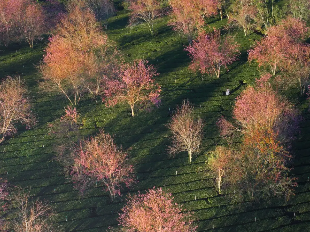 Vue aérienne des cerisiers en fleurs et plantations de thé organisées par une agence voyage sur mesure Vietnam