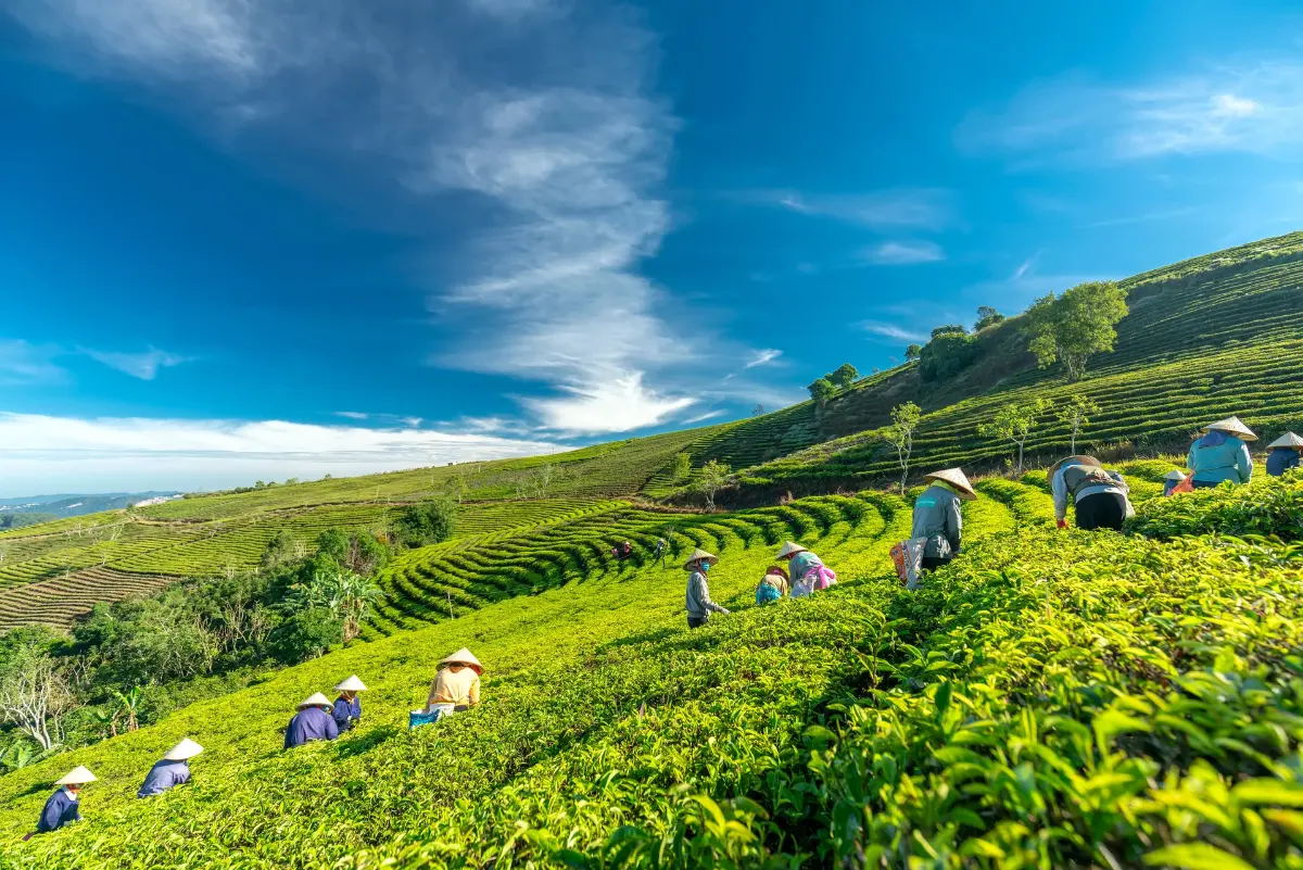 Des cultivateurs récoltant le thé sur les collines verdoyantes de Da Lat lors d'un séjour avec une agence voyage sur mesure Vietnam