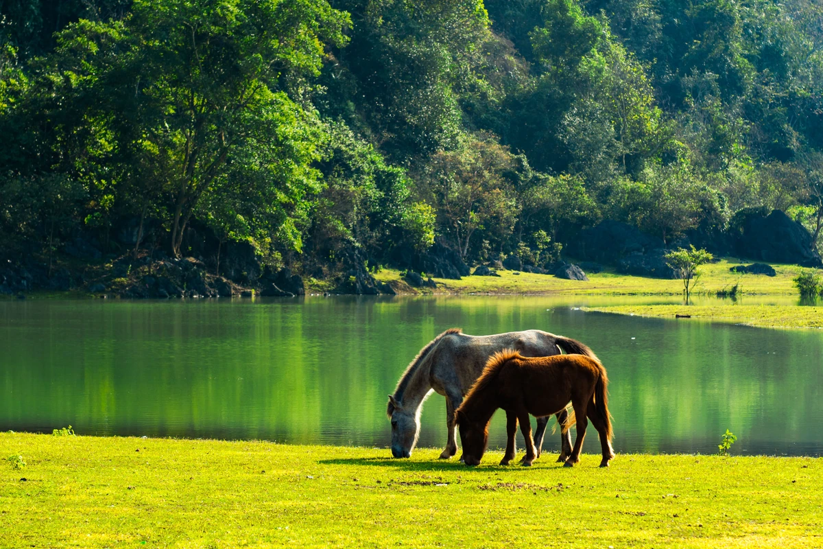 Chevaux paissant au bord de l eau dans la vallee de Huu Lien lors d un voyage Vietnam 2 semaines